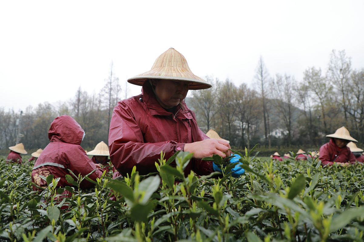 龙游县茶产业助农模式探索：以“茶叶+场景化”融合创新助力脱贫巩固