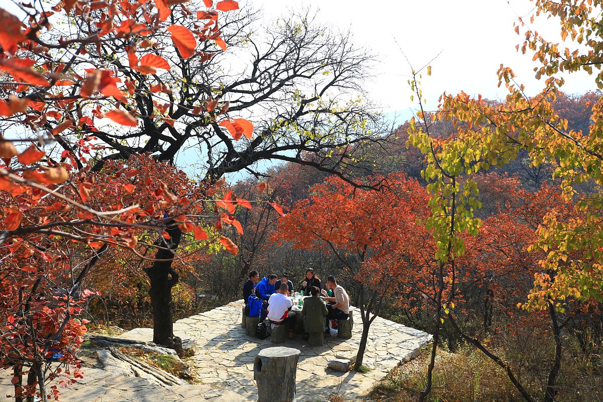 2017年11月01日,北京,深秋时节房山坡峰岭红叶好看正当时.景区漫山红
