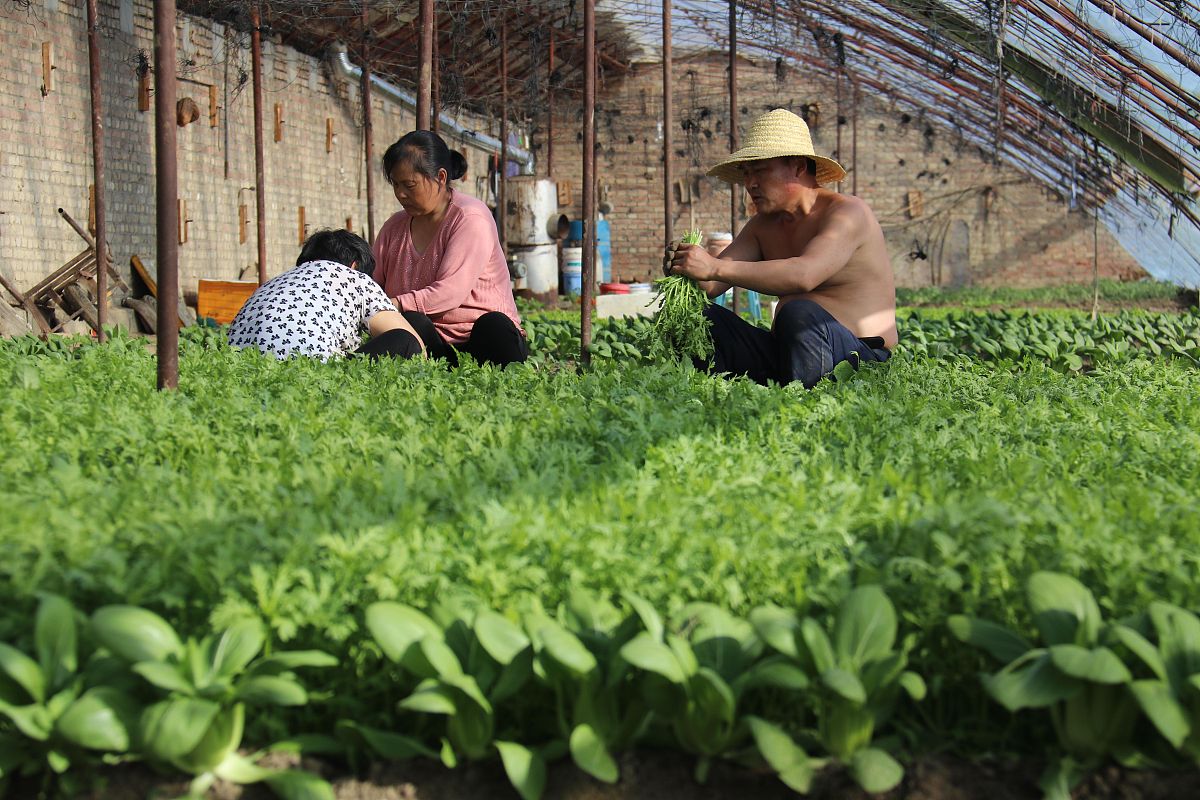 贵州茶叶生产与加工专业中专中职学校推荐 - 哪家好？