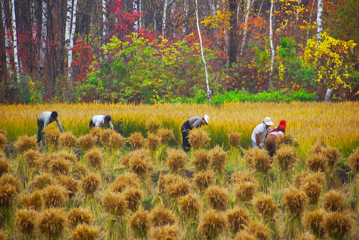 秋天的美丽与丰收：一个充满希望的季节