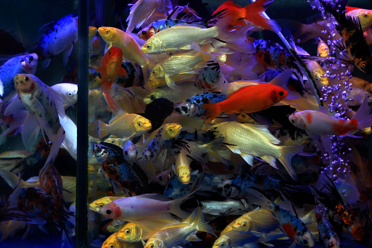 广州花都哪里有卖金鱼