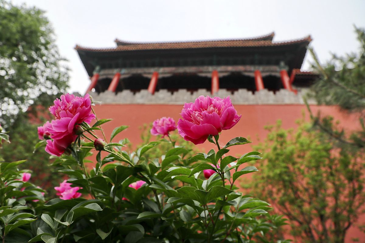 2020年5月5日,北京故宫博物院慈宁花园,御花园的芍药绽放,芳香四溢,给