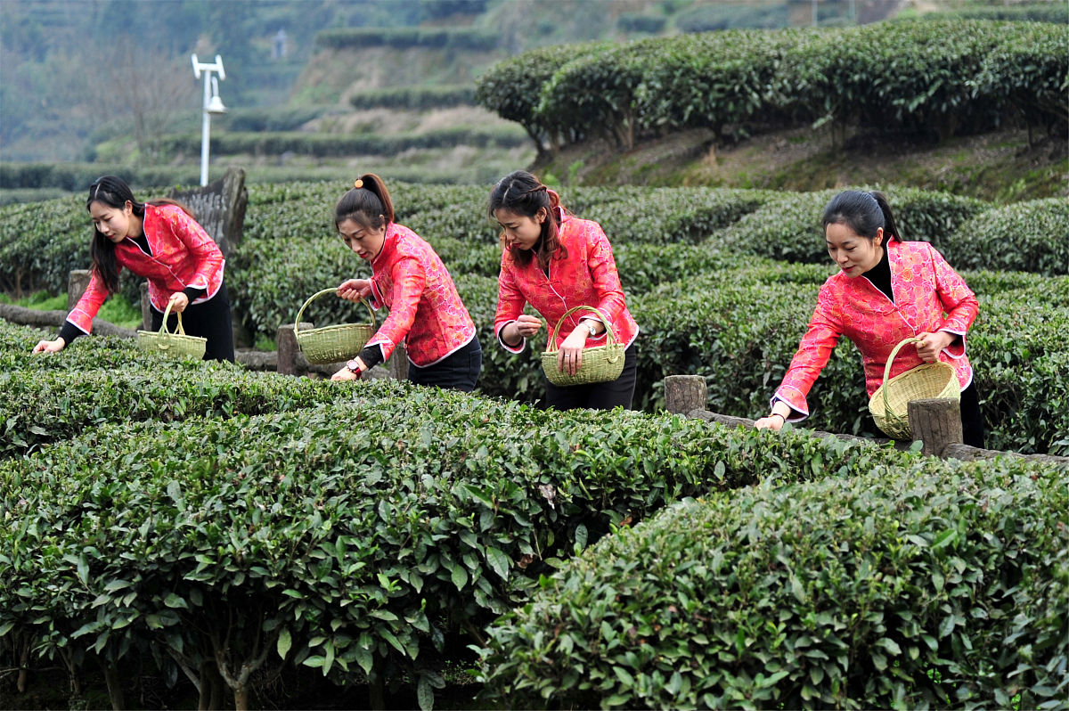 广东菜心起源与产业发展现状研究