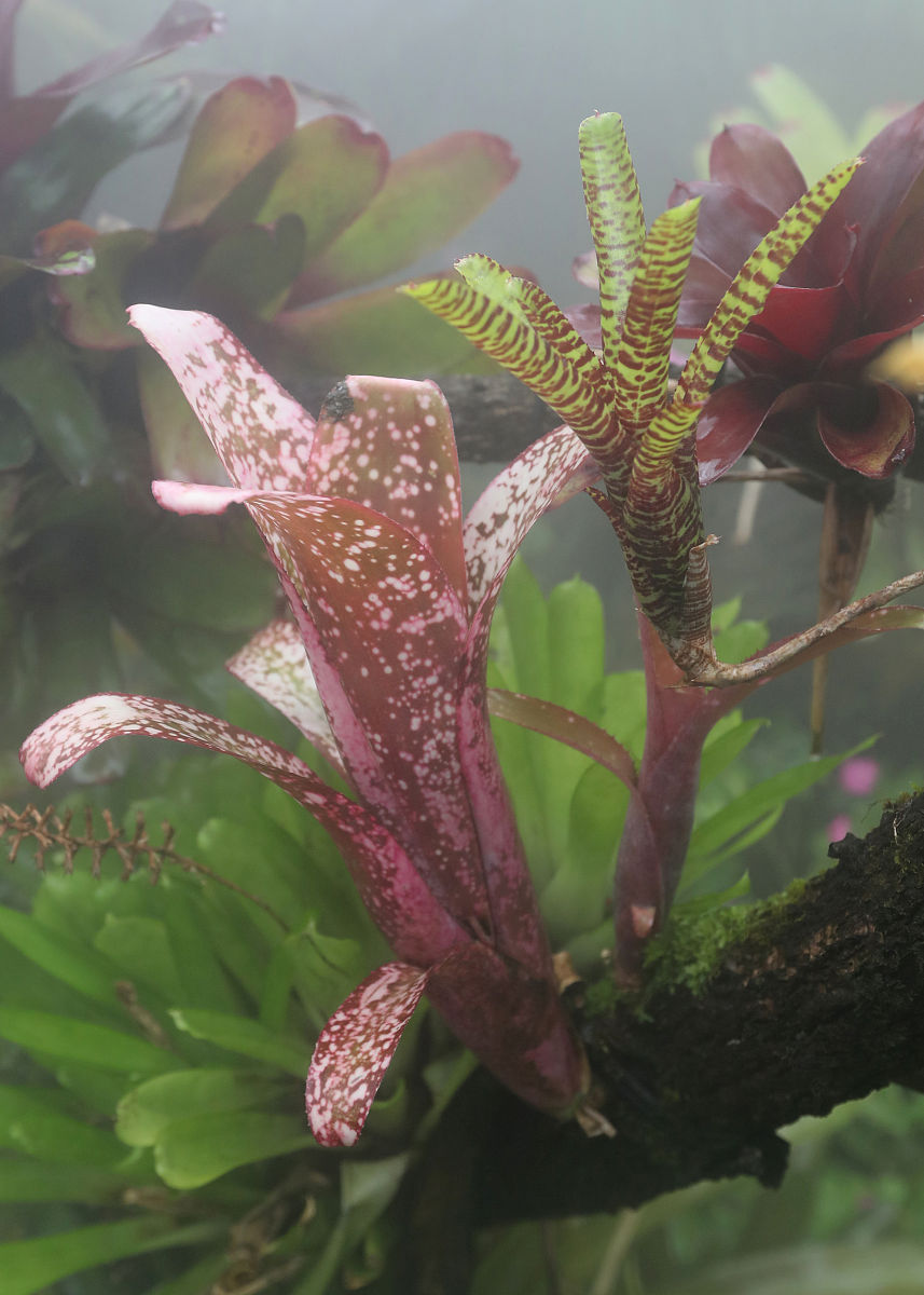 2021年10月15日,中国科学院昆明植物研究所昆明植物园,热带植物群落.