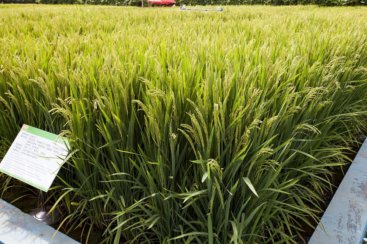 水稻生育期及生长情况调查：丰收的希望