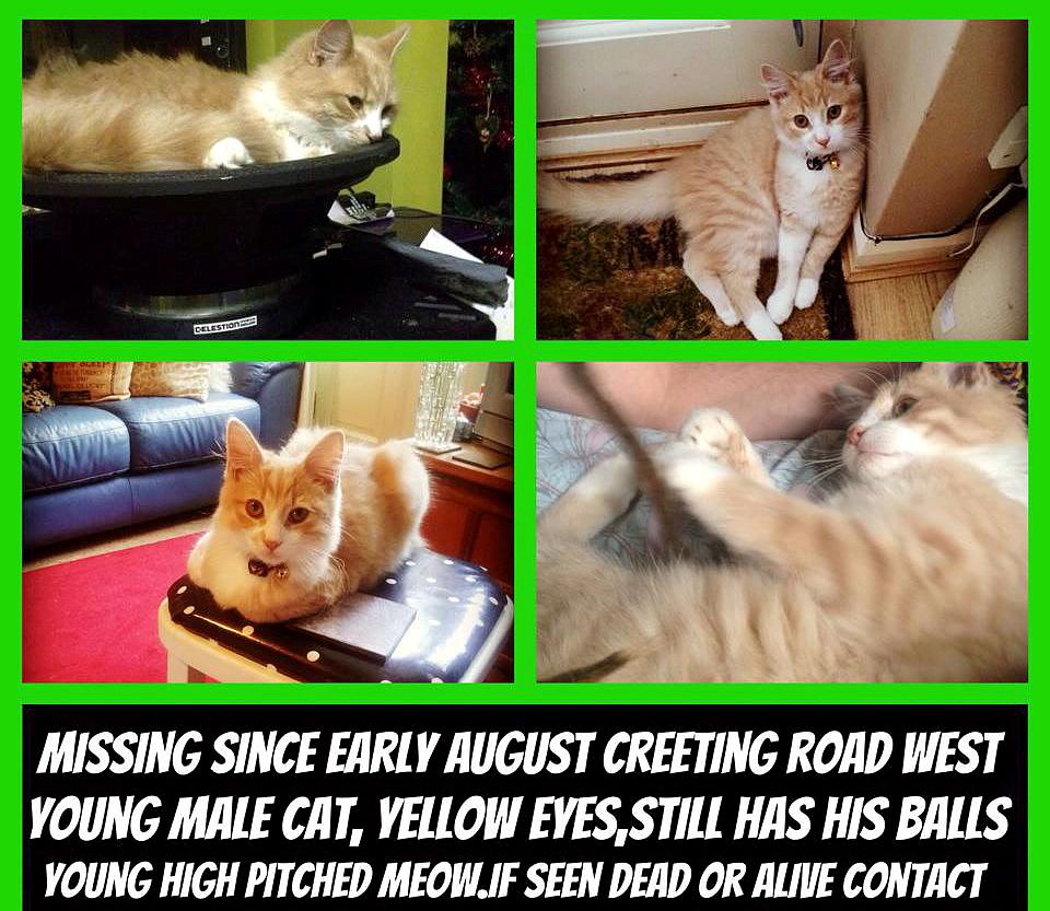 家里进了猫怎么办找不见