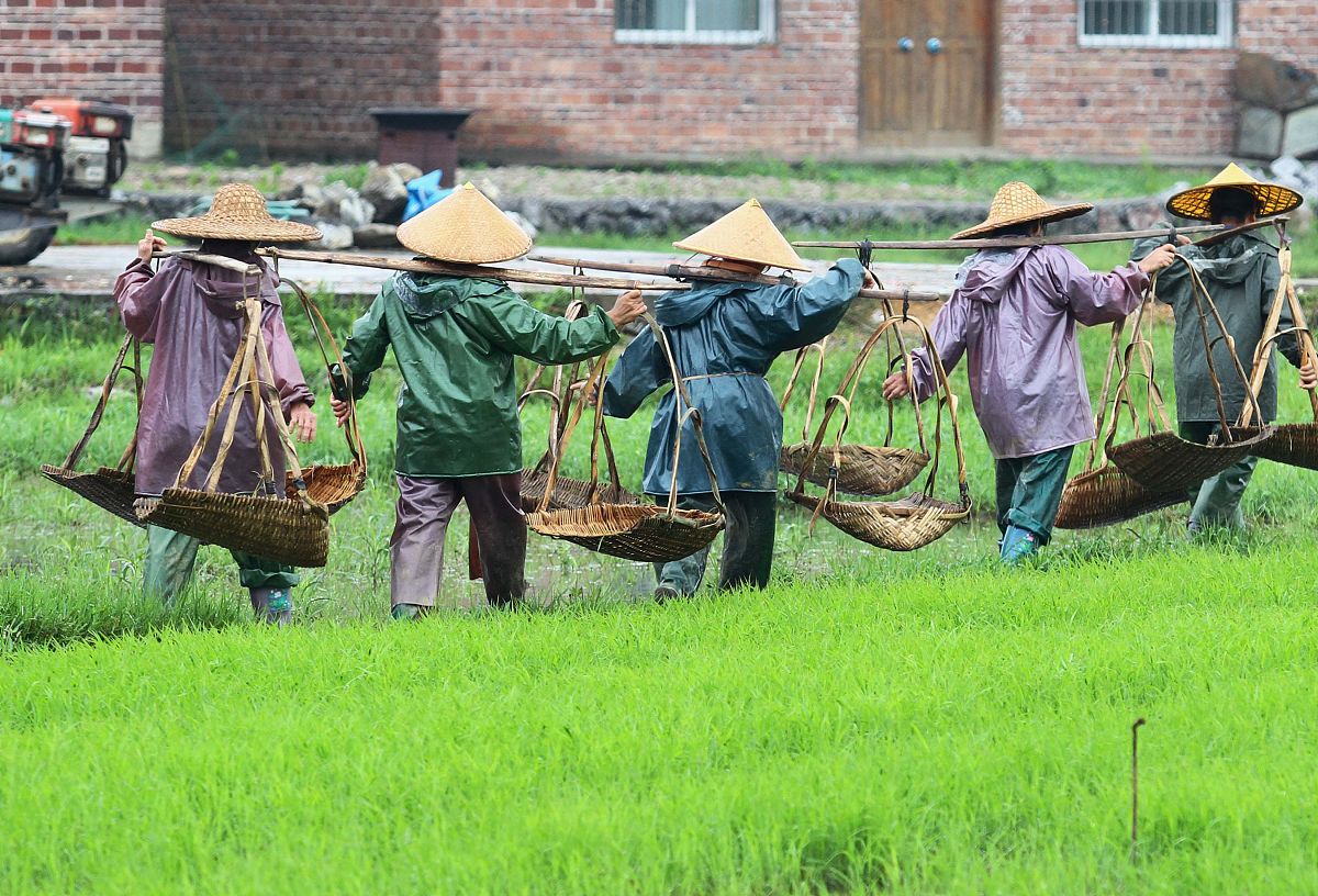 农村生活剧本：体验田园乐趣，感受劳动喜悦