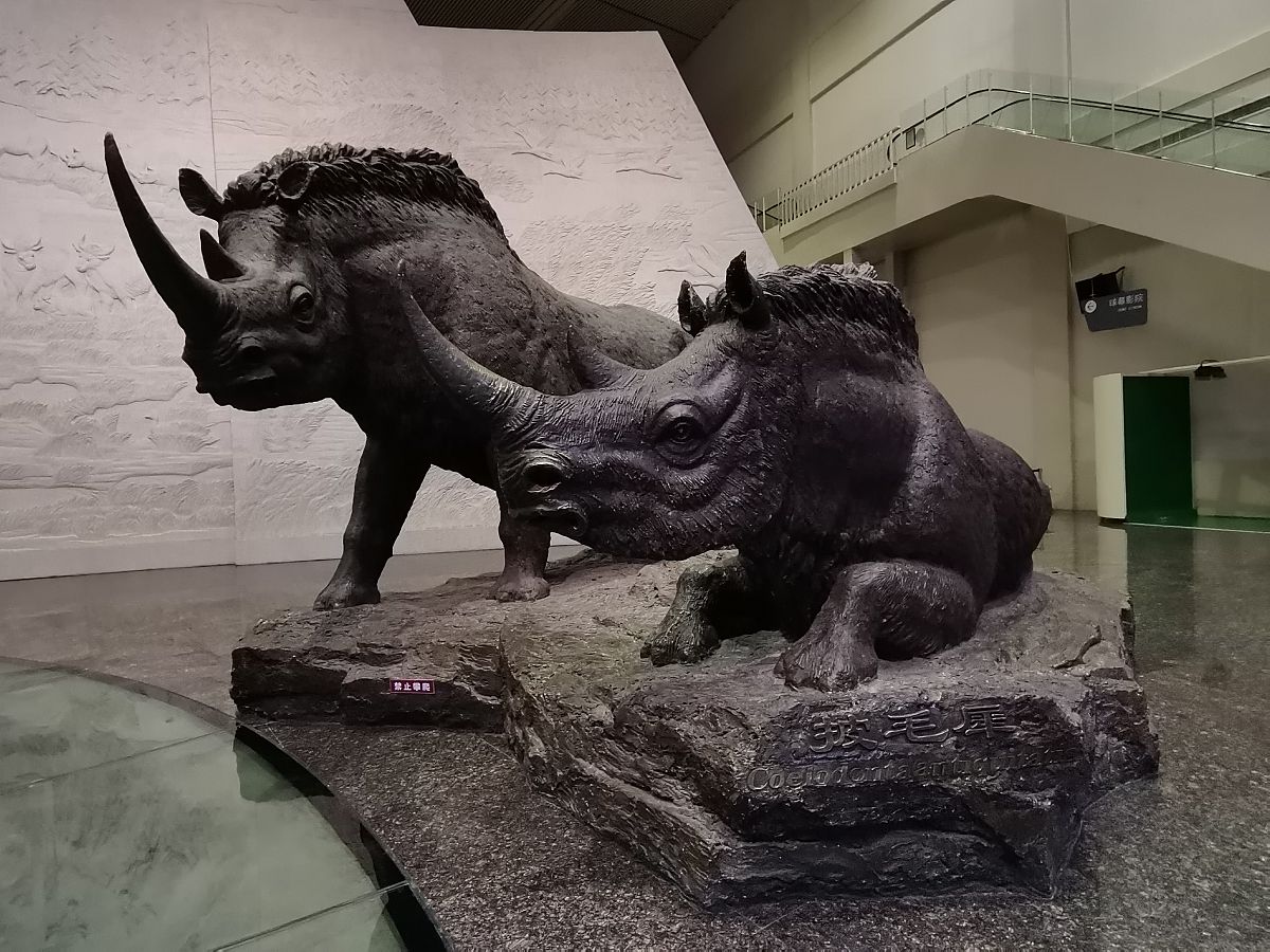 古代中国有犀牛吗