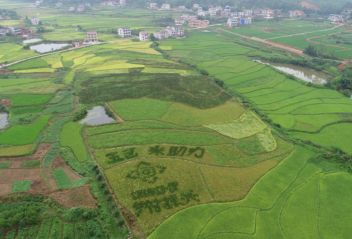 请写一篇1500字左右的以向田野学习在乡村振兴中自讨苦吃为主题的文章
