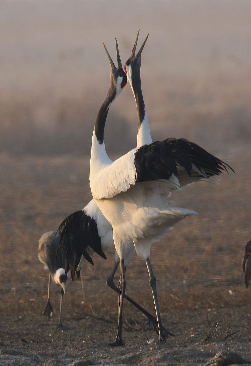 盐城媒体公司及平台：信息获取与文化服务指南