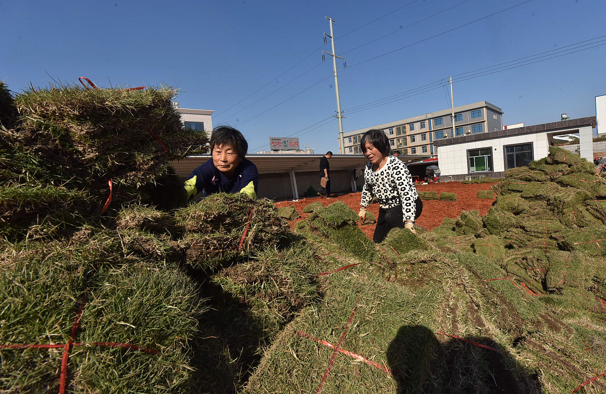 子洲县富发农业科技有限公司黄芪产品品种结构优化策略