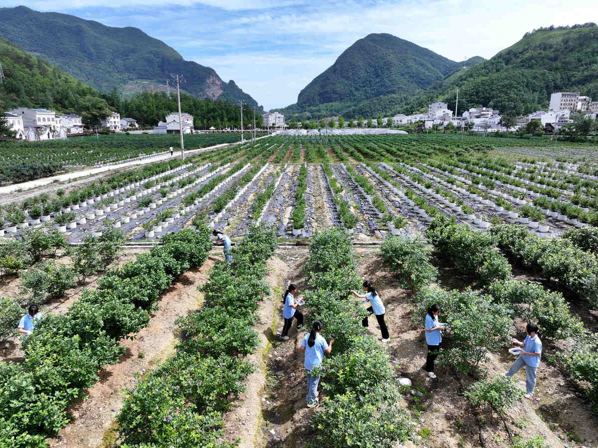 随着国务院国发〔2022〕2号文件的发布贵州特色乡村振兴之路的不断推进发展中药材种植产业成为提高贵州山区经济水平的重要途径。请帮我修改完善一下上面这段话用于写论文前言。