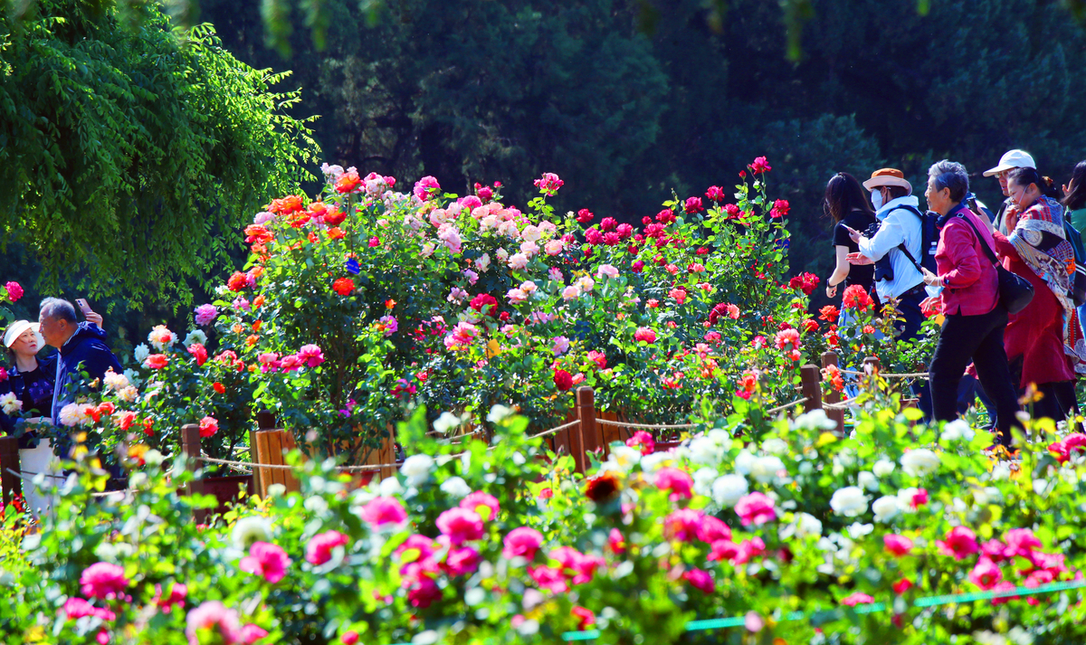 赏花之旅：沉浸在花海、花园和花市的美丽中