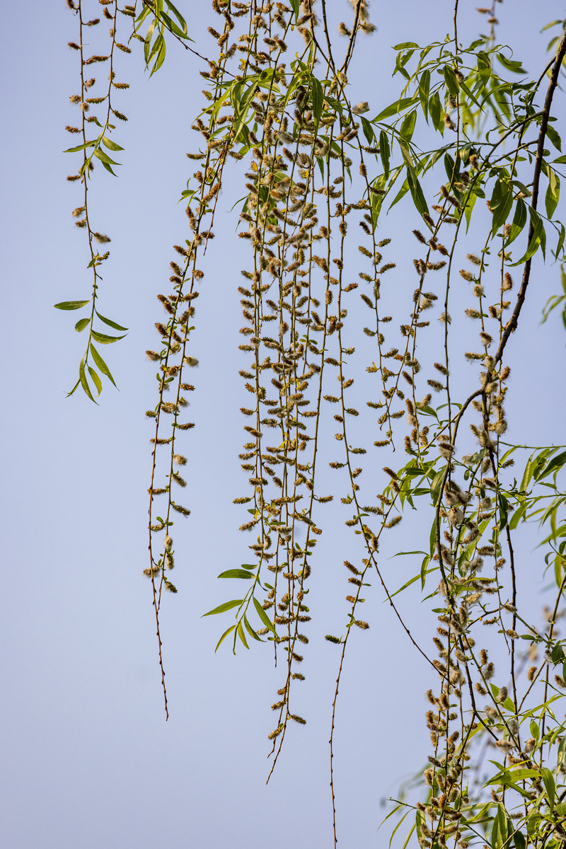 写首春天的律诗画幅春天的画要有柳树