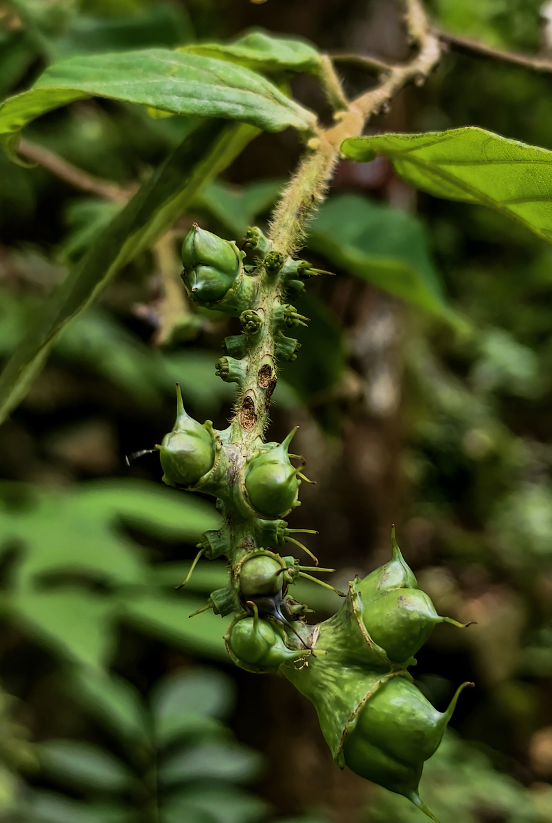随着乡村振新的开展发展中药材种植产业成为提高贵州山区经济水平的重要途径。然而根腐病一直困扰山豆根种植产业的进一步壮大和发展。因此本研究主要针对贵州山豆根根腐病的主要致病菌株尖孢镰刀菌利用回流提取法获得刺梨、博落回和半夏根茎叶的水提液检测三种药用植物的水提液对贵州山豆根的根腐病致病菌株尖孢镰刀菌抑菌效果。研究结果可为贵州山豆根根腐病植物源农药的开发提供一定的理论依据。请帮我修改完善一下上面这段话用于
