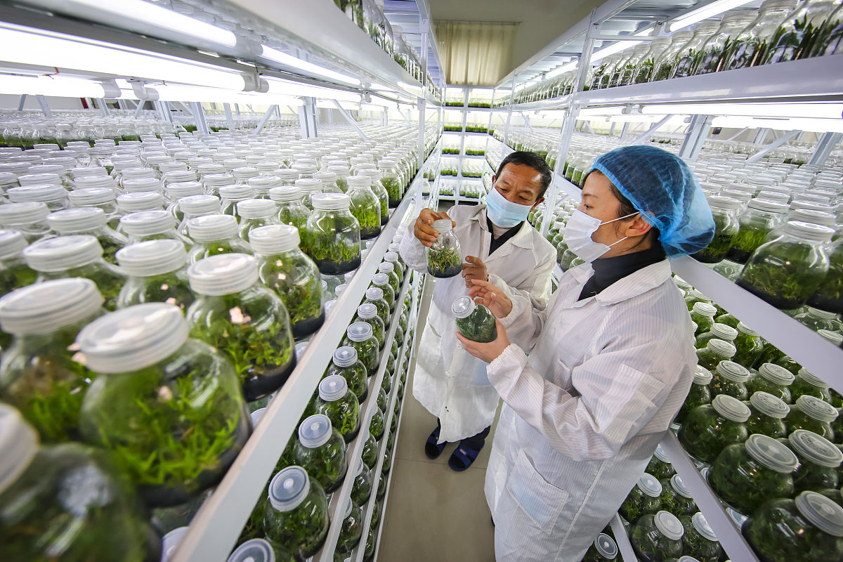 药材产业园策划方案