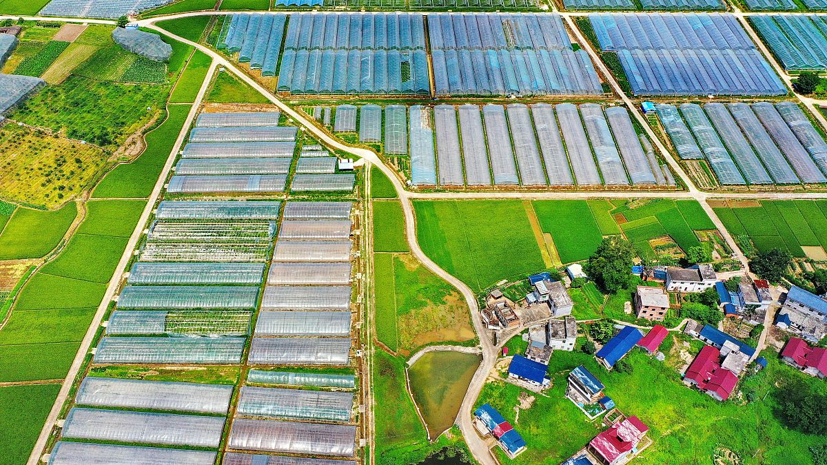 乡镇经济的引擎作用：开启乡村振兴新时代