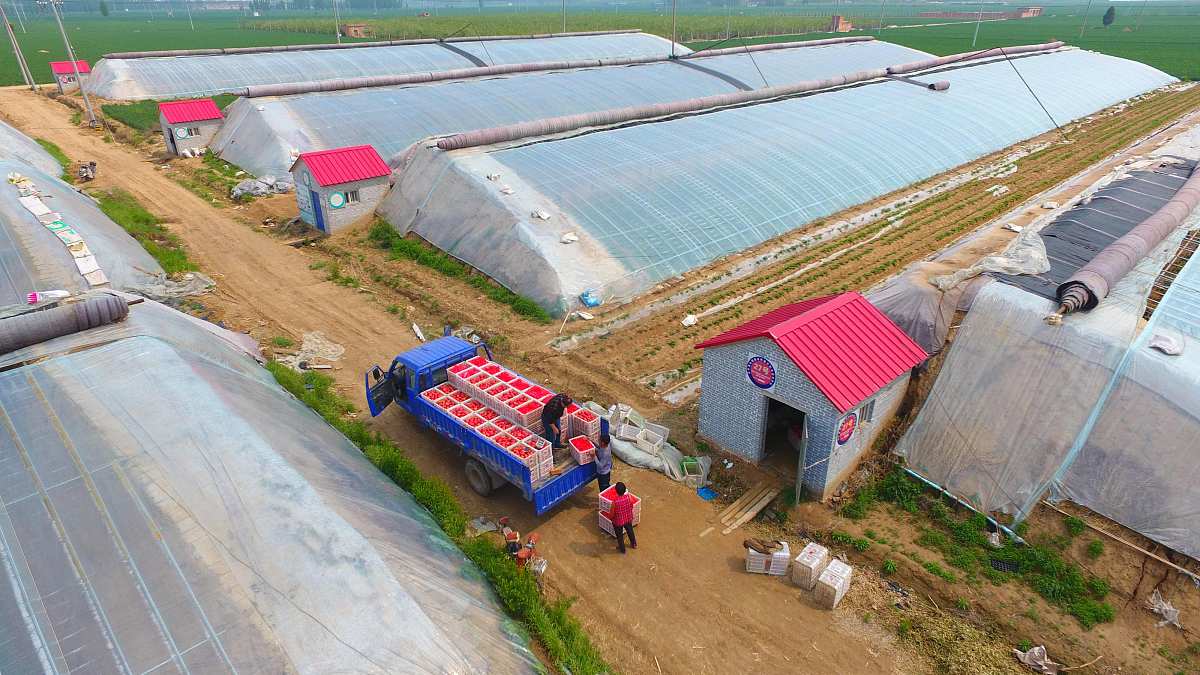 阐述九头仙艾公司的品牌推广策略800字