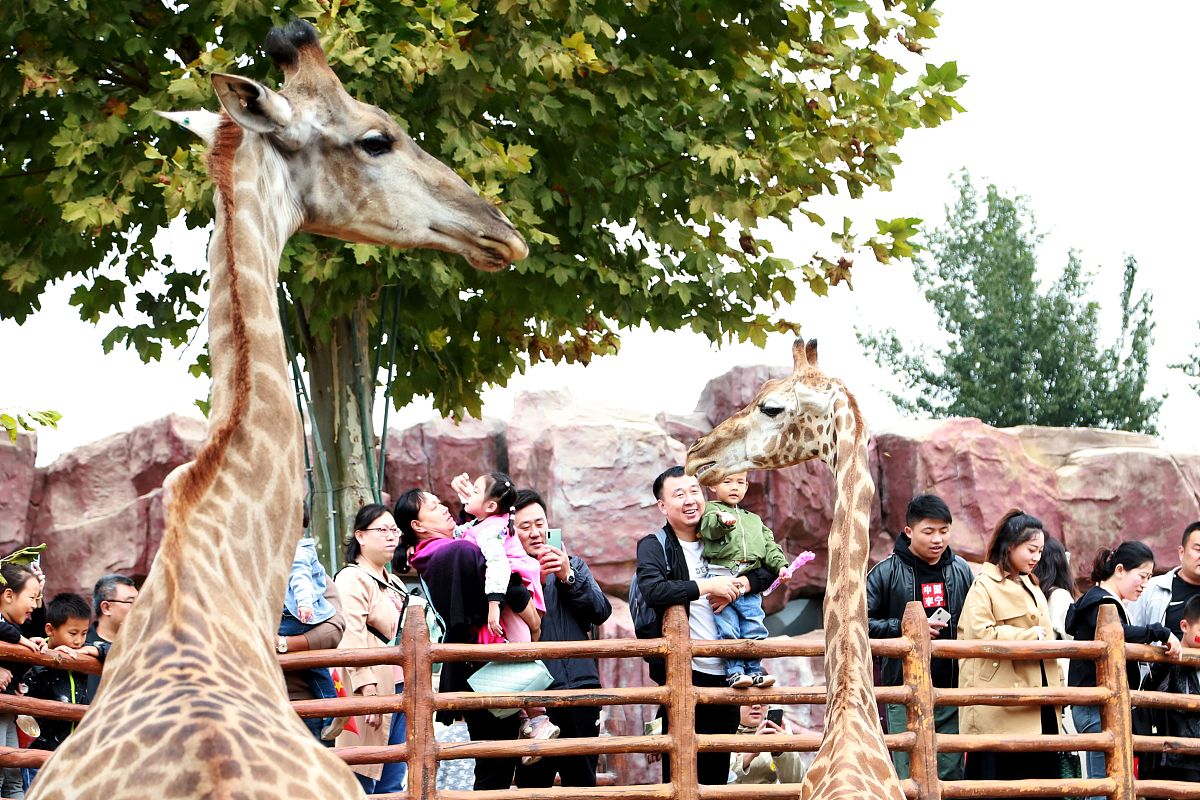 动物园和游乐园的一天：快乐的周末亲子游