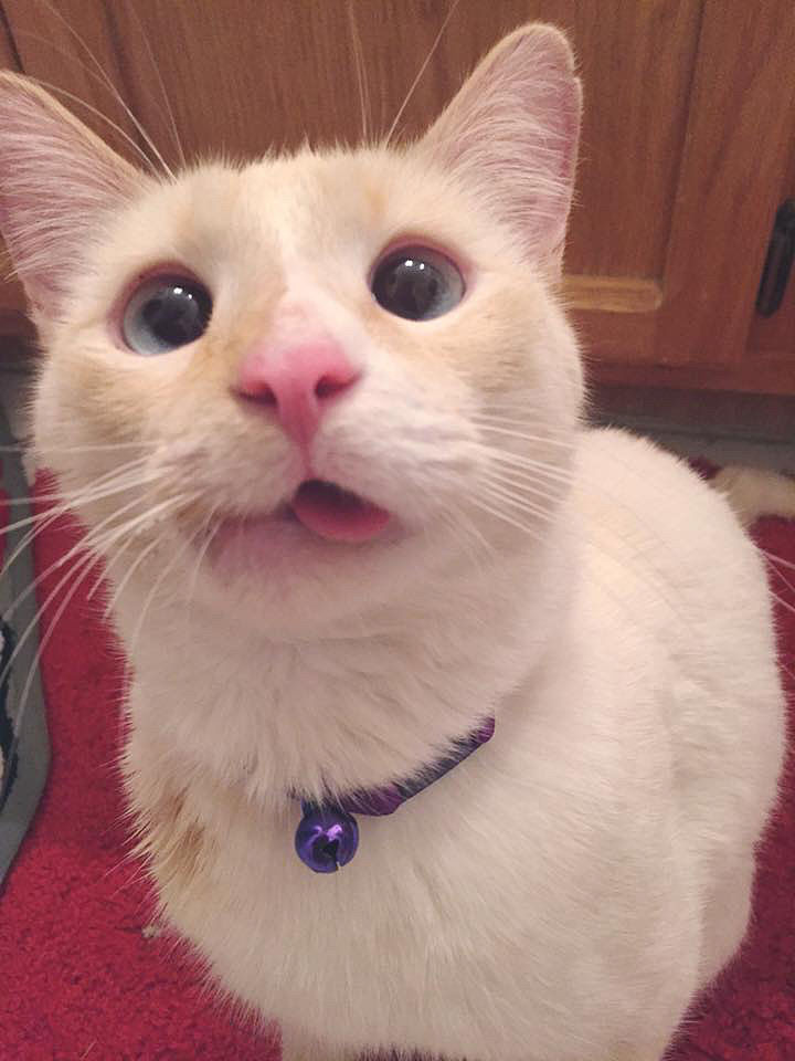 写一个 关于猫的抖音账号简介 要简短