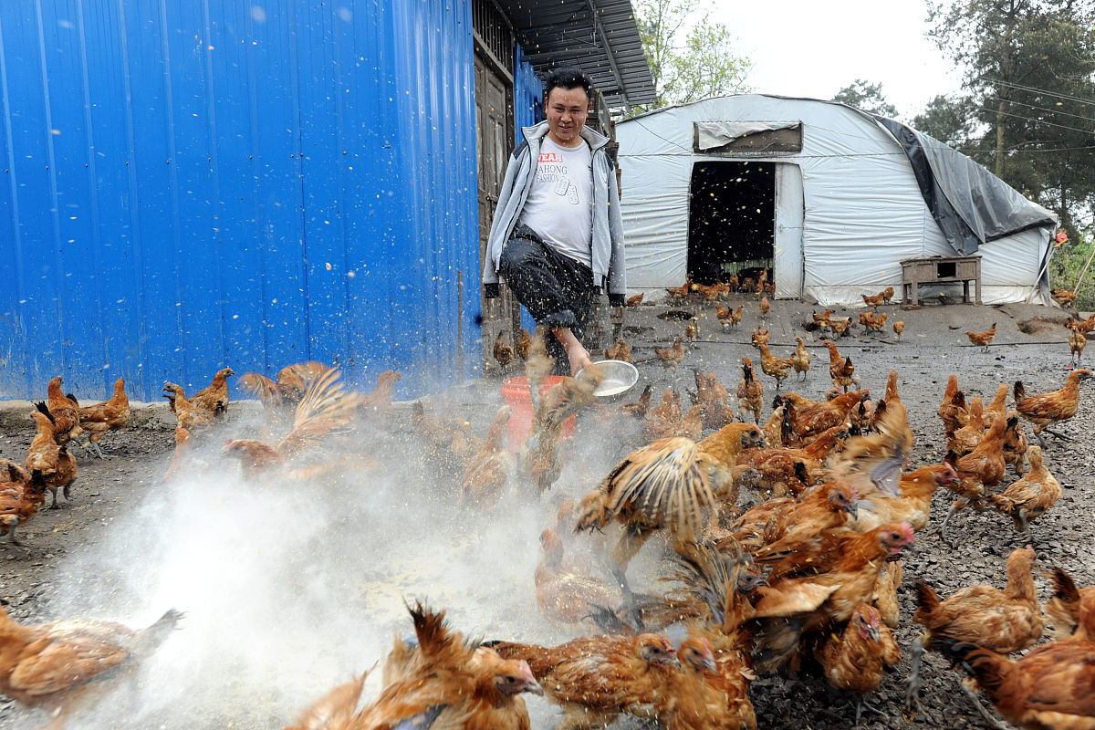 2020年重庆涪陵第十七中学招生简章 - 优质教育资源，助力学子成长