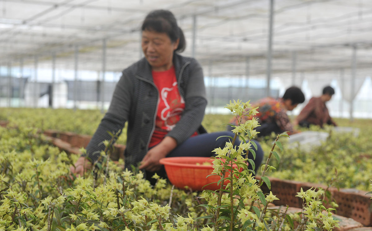 2018年6月5日,在浙江省杭州市一铁皮石斛种植基地里,工人们在采摘石斛