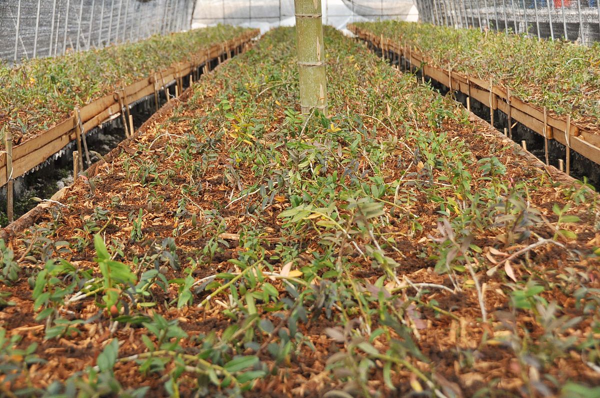 春季铁皮石斛生长：耐心沉淀，收获丰收