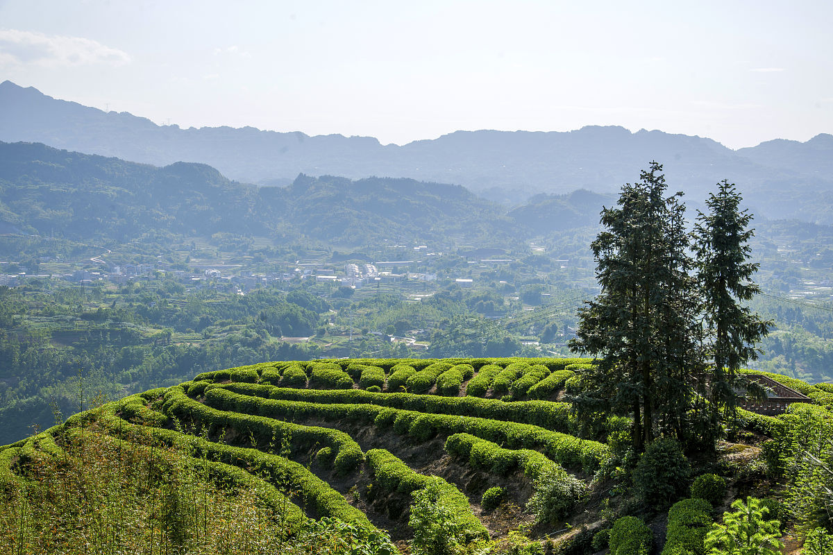 影响神农架下谷坪野茶茶园的分布由哪些影响因子决定