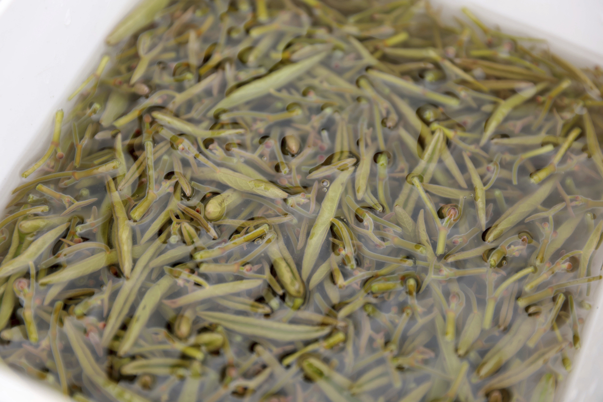 帮我编辑一段介绍蒙顶黄芽茶叶的产品文案。