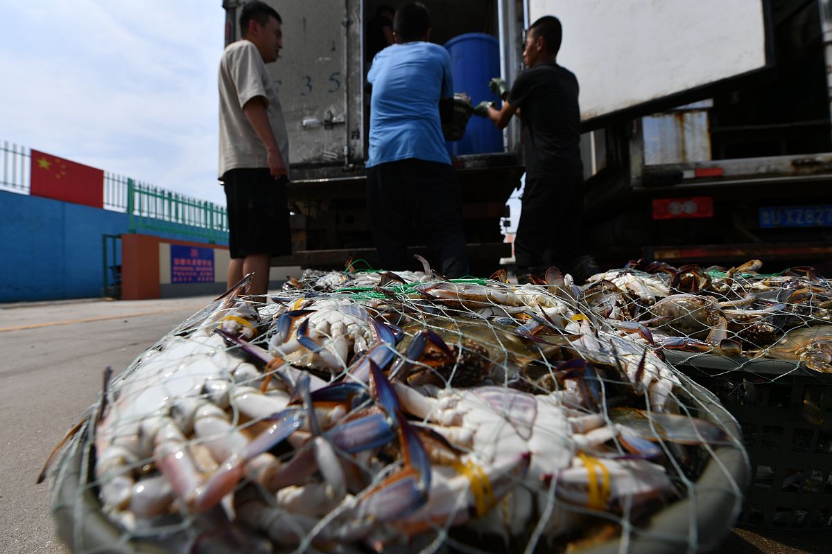 帝王蟹泛滥成灾？解读背后的科学真相