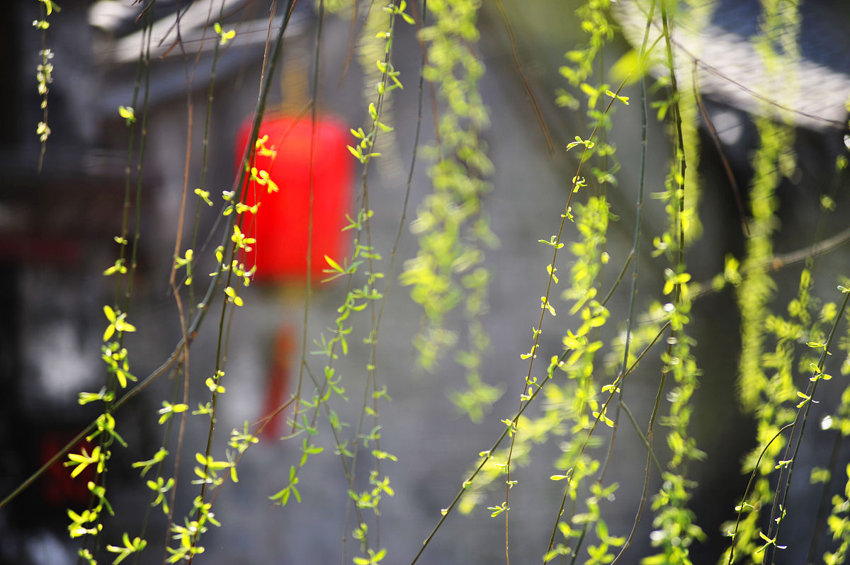 山城雨后：百花尽，榕叶满庭莺乱啼