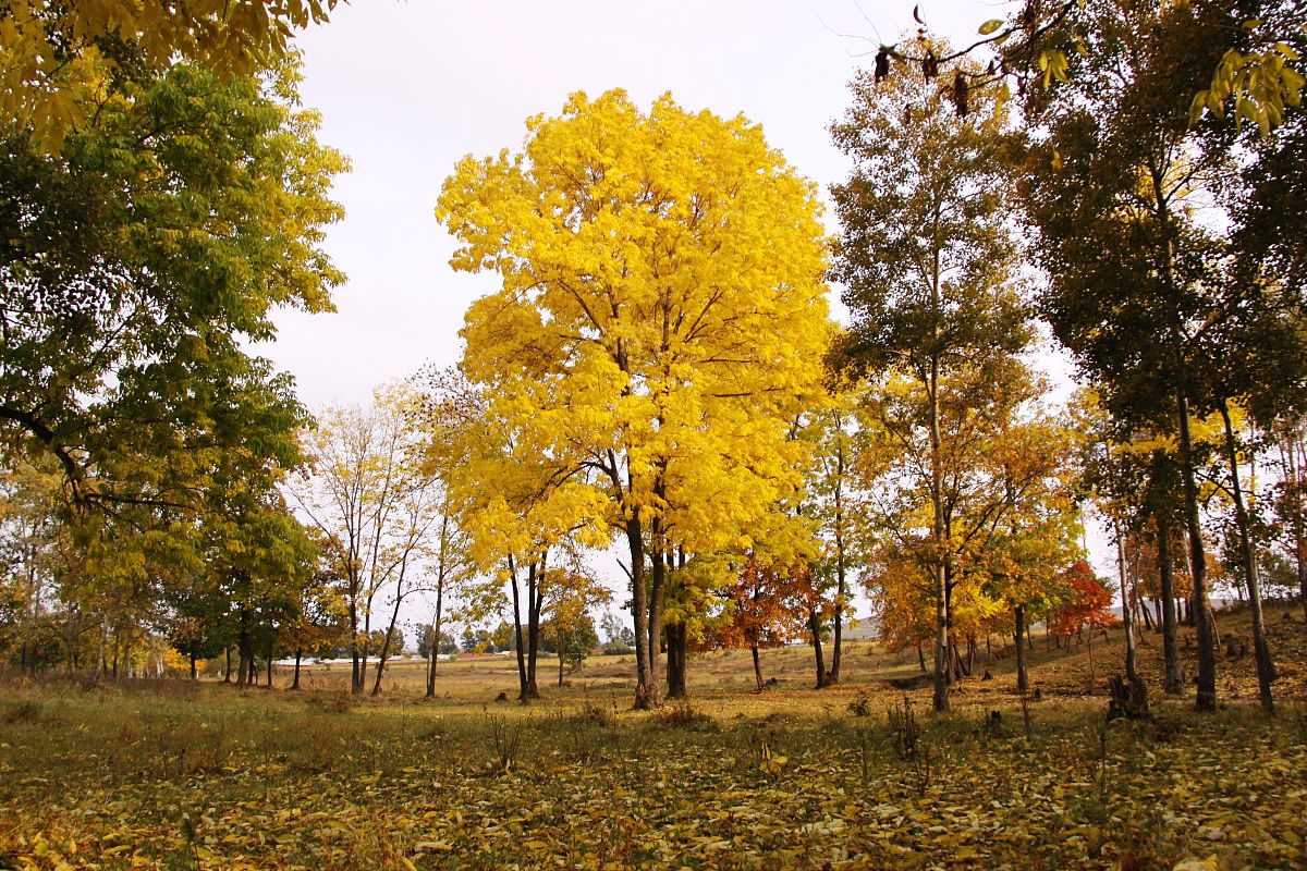 黑龙江农垦职业学院软件技术专业好就业吗
