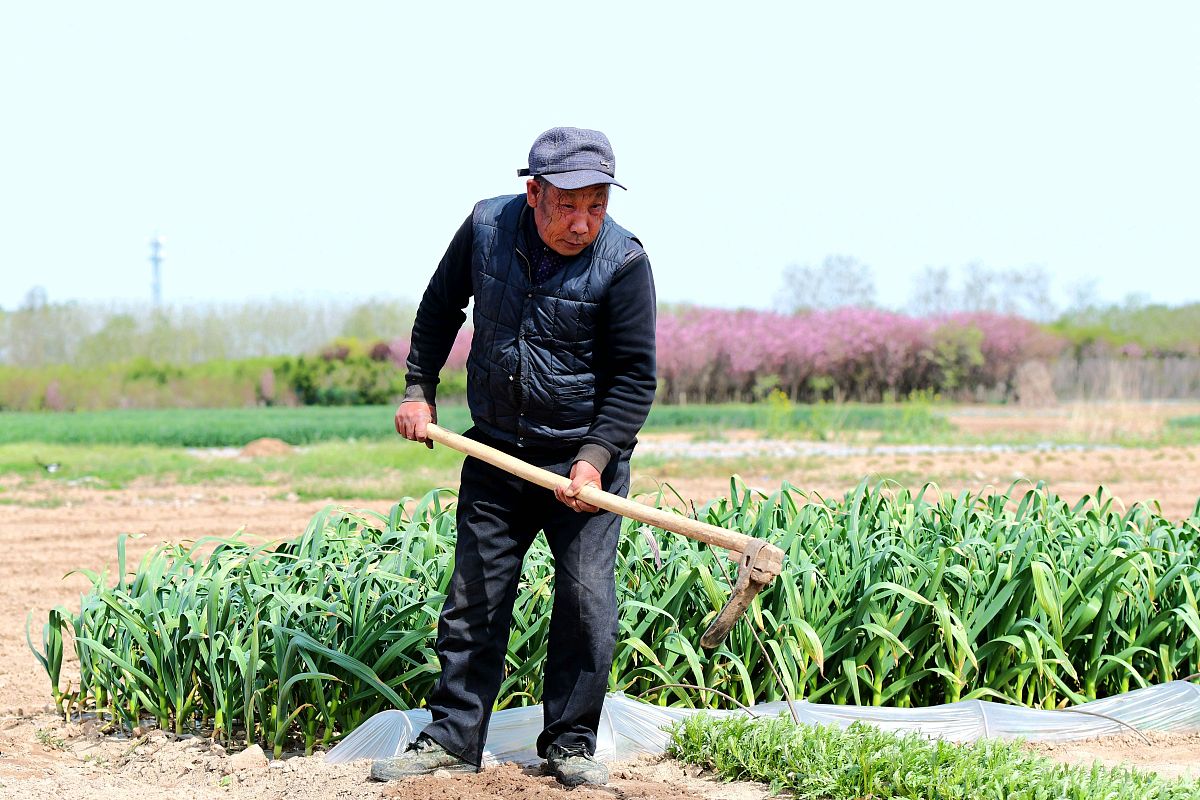 玉米受粉期多长时间？详解影响因素及提高授粉率方法