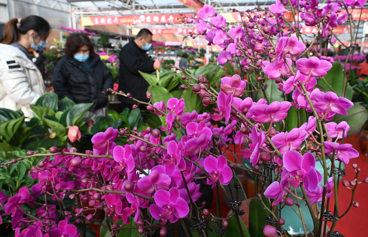 2022年1月16日,市民在河北省邯郸市一处花卉市场选购