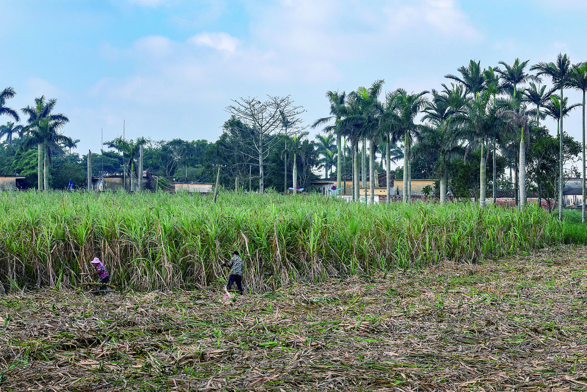 茂名关于农业大市的阐述