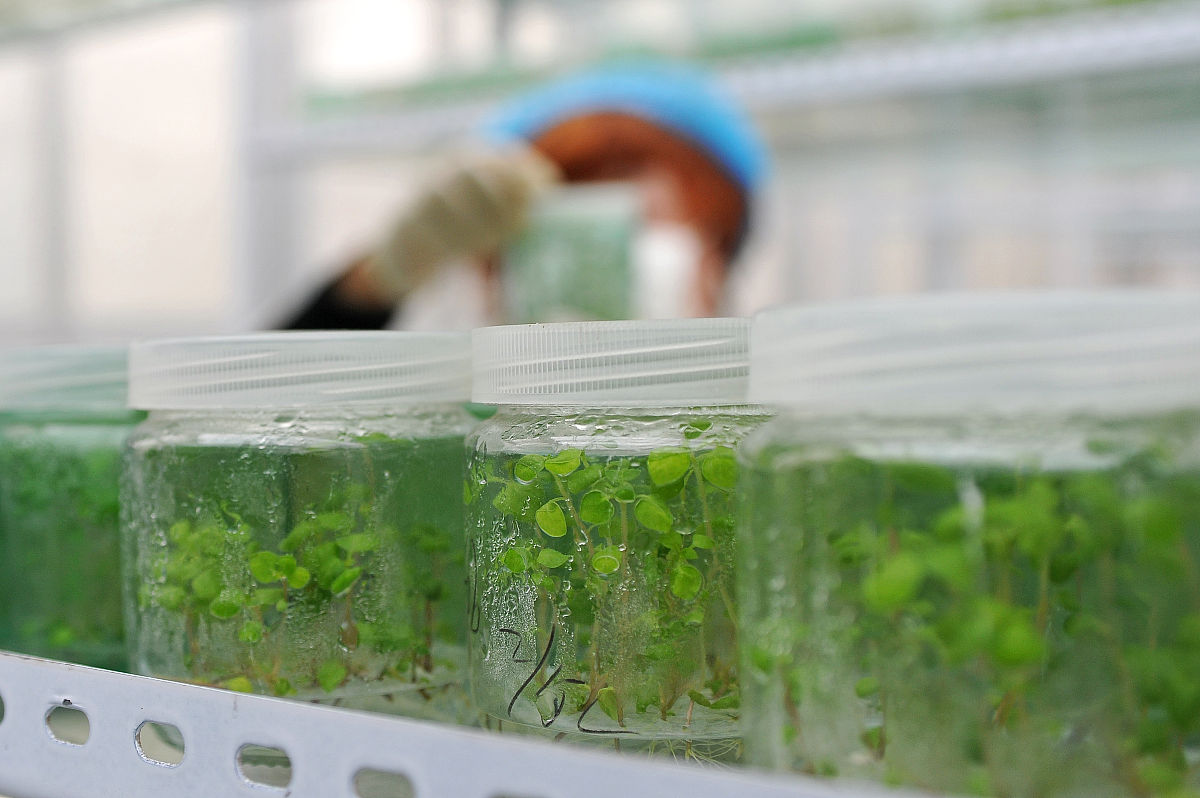 甘薯脱毒苗扩繁体系构建：提升甘薯生产效率和品质的利器