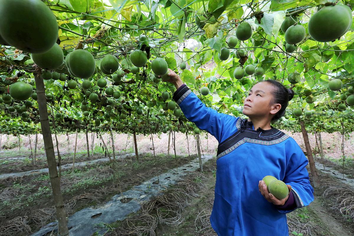 榕江县罗汉果竞争力分析：优势、挑战与未来发展