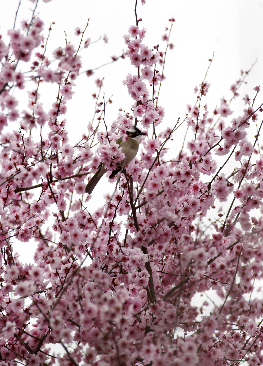冷笑话：为什么小鸟不会用电脑？
