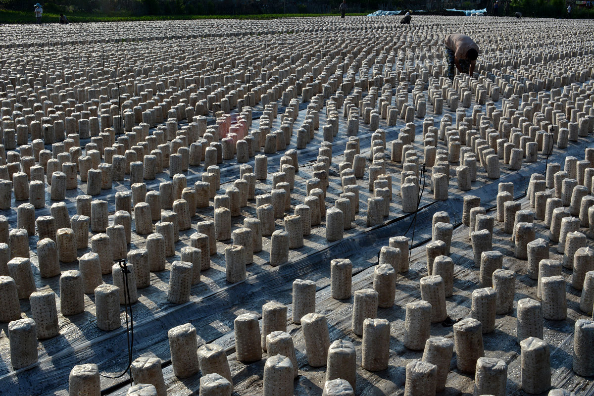 东宁木耳项目成果应用价值、转化方式及实施计划