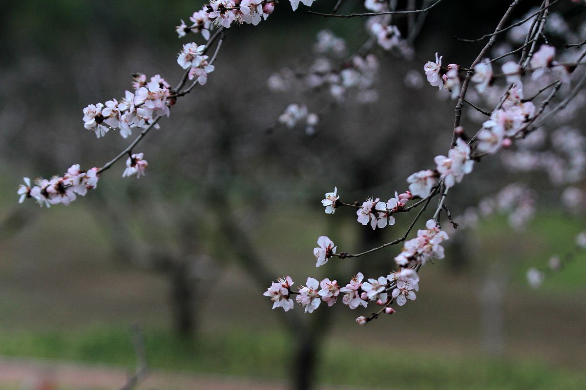 《驿路梨花》赏析：三部分解读春景与人生