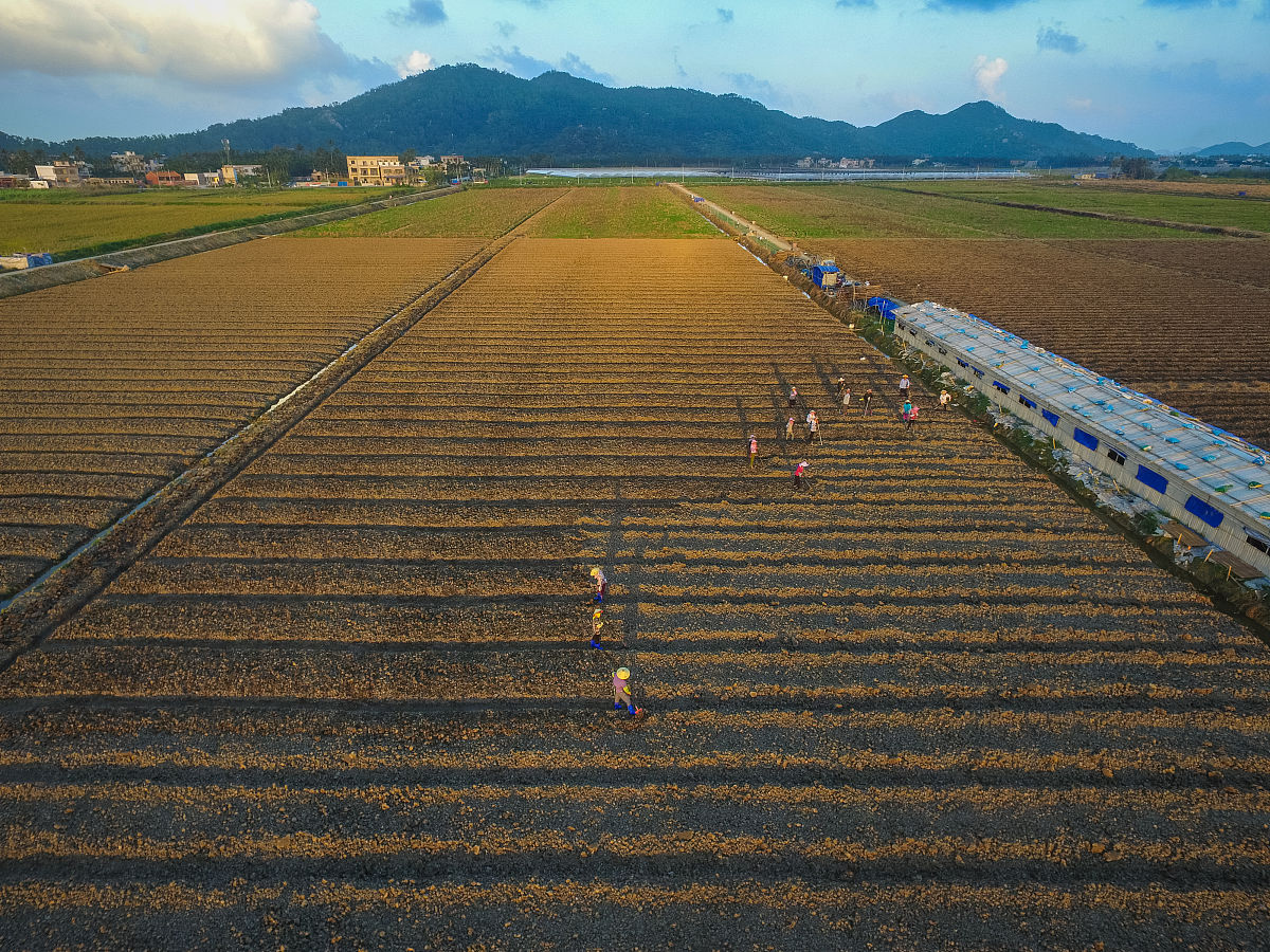 2016年11月23日,海南万宁,永生果菜专业合作社的农户在平整土地,准备