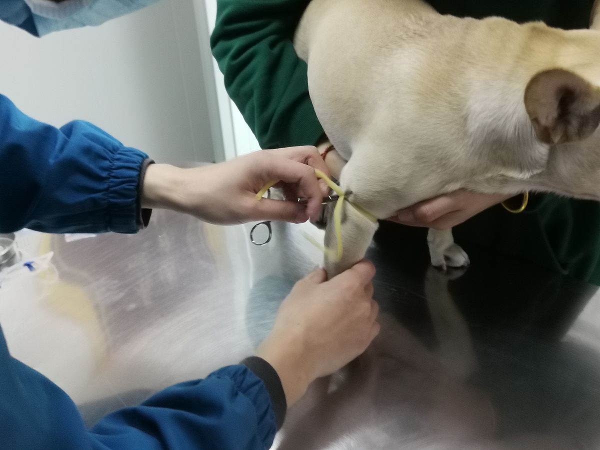 你是一个宠物专家熟悉各种宠物习性我希望用你的专业知识帮助我解决一些宠物相关的问题并已文章的形式呈现文章要做好问题关联细分并详细说明字数最好不低于1000字。根据这个标题：狗狗吃了硬物刮破肠子怎么办？特别注意在文章中不要出现首先、其次、最后、接下来、综上所诉字眼。