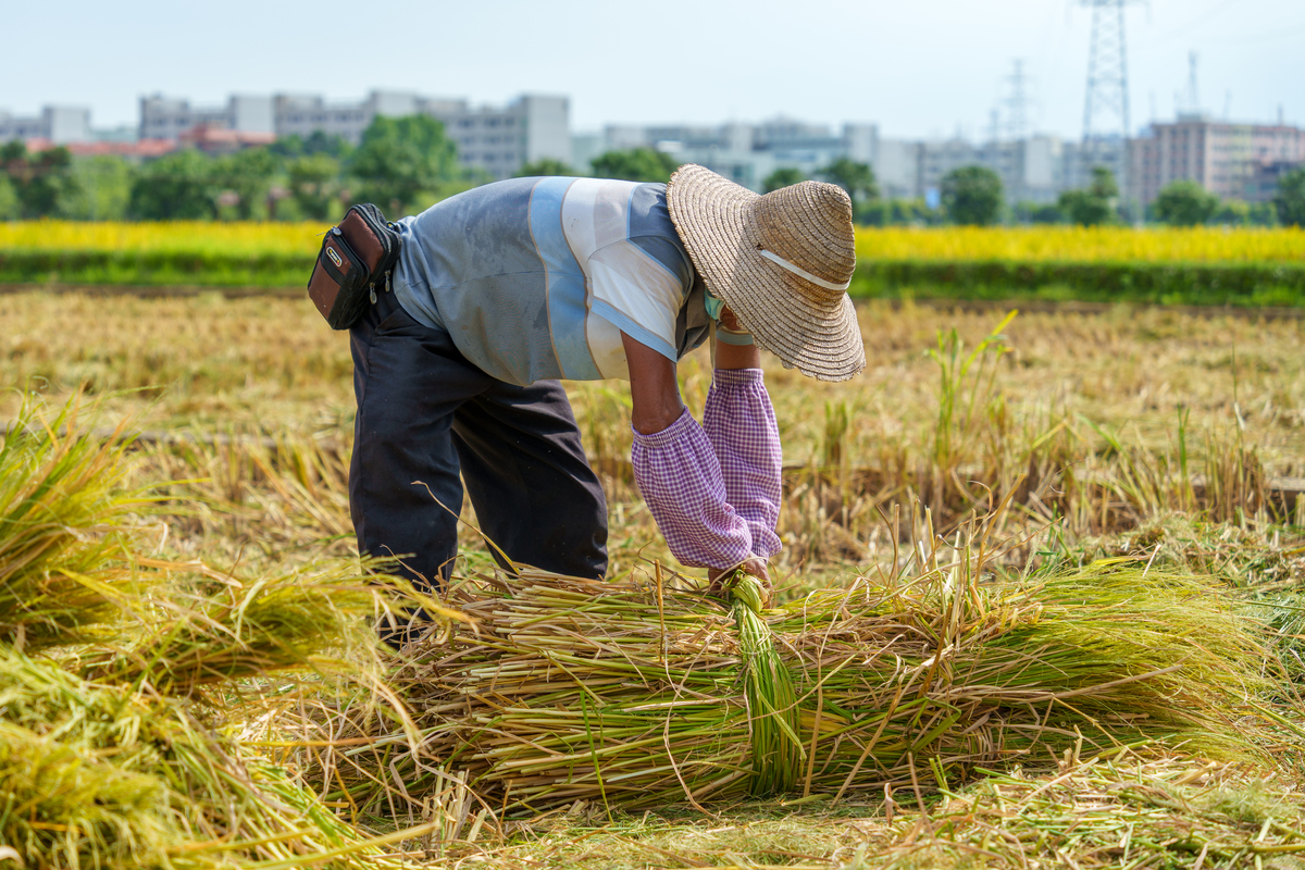 丰收的喜悦：源于汗水，收获希望