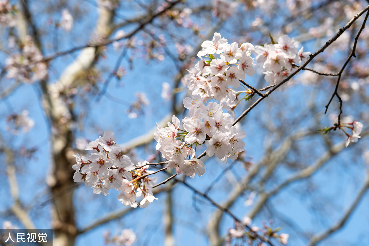 2020年3月23日,上海,有着"最美地铁口"之称的地铁8号线虹口足球场外的