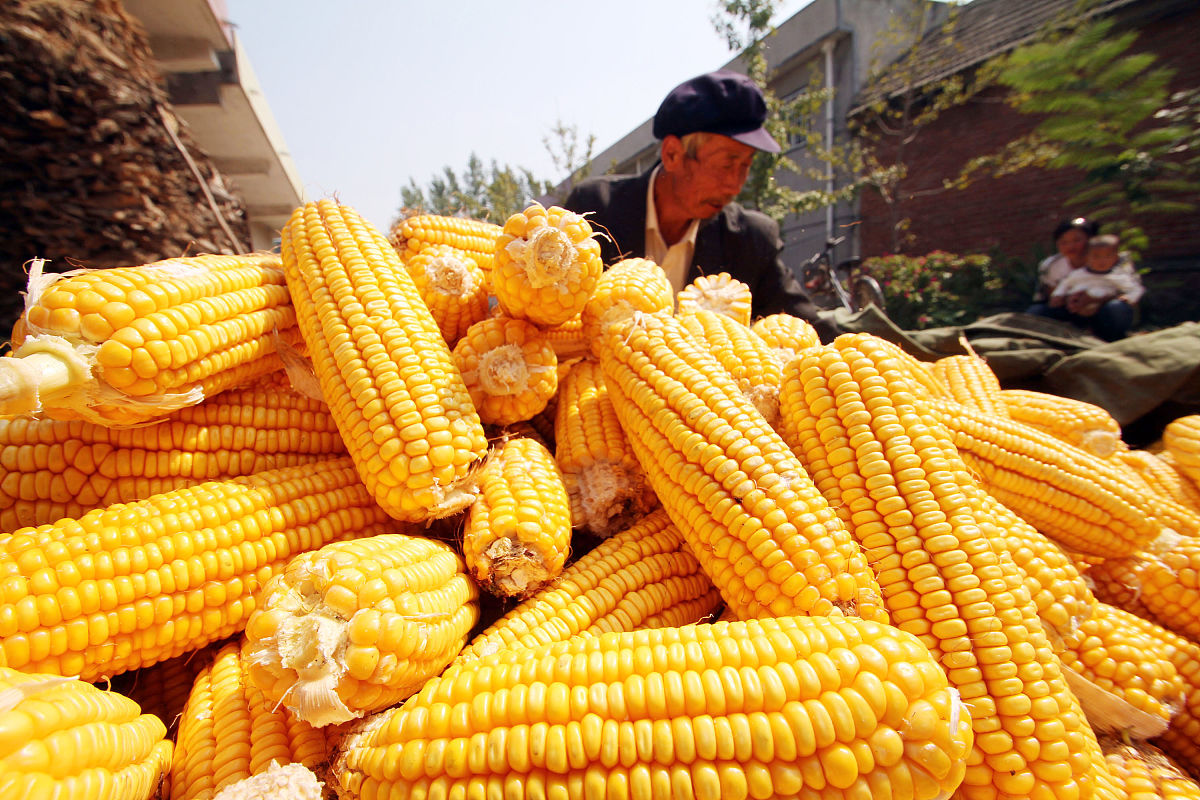 兴山今年粮补什么时间发帮我用200字详细描述