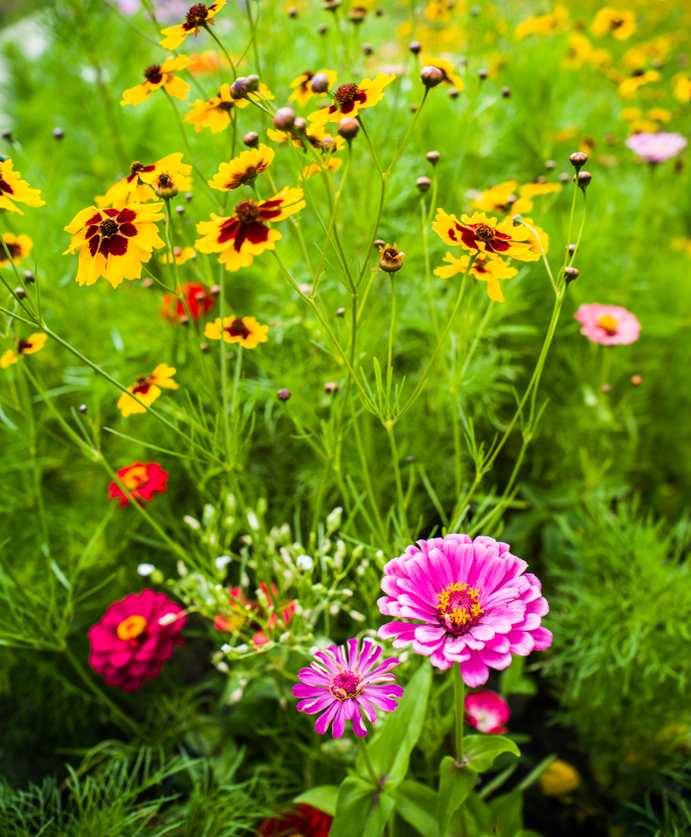 秋野花：美丽与诗意 | 秋季野花介绍