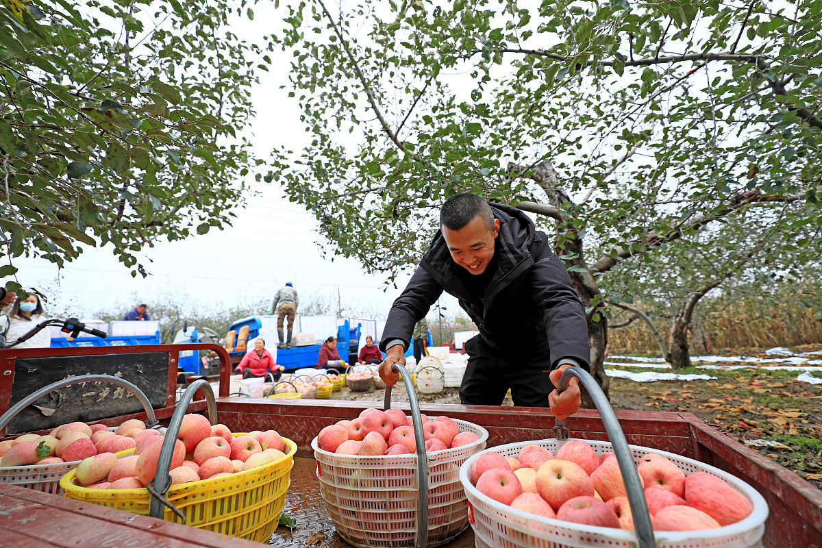 洛川苹果生产基地：陕西省洛川县