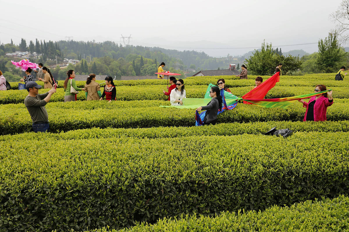 茶旅融合：深度体验茶文化之旅