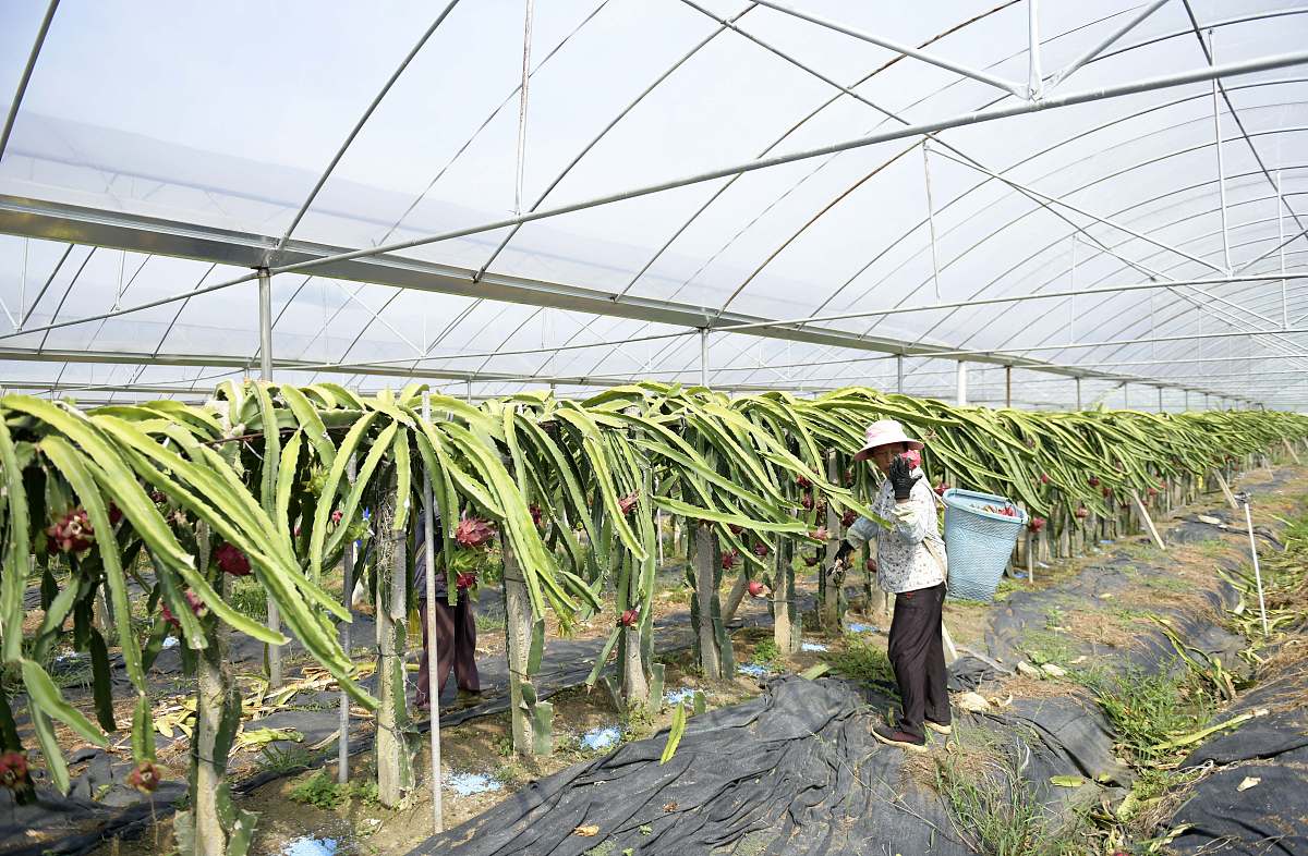 火龙果产期调控：方法、条件及技巧