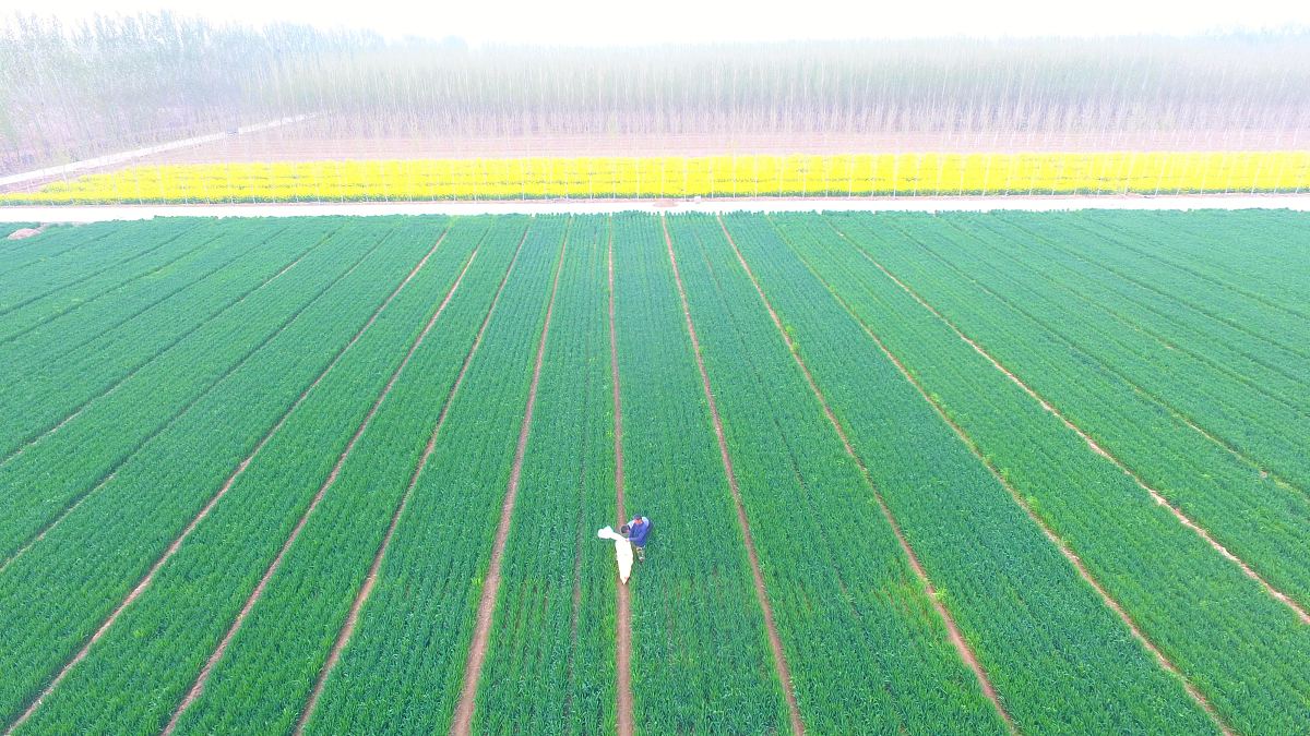 帮我把以下文章浓缩成三十字不到的两句话为贯彻落实党的二十大关于逐步把永久基本农田全部建成高标准农田的决策部署确保高标准农田建设任务保质保量如期完成近日农业农村部办公厅印发了《旱地高标准农田建设技术规范试行》以下简称《规范试行》指导各地统筹做好在缺乏灌溉水源的地区开展高标准农田建设有关工作。 《规范试行》与《全国高标准农田建设规划2021-2030年》等相关政策规划和《高标准农田建设通则》GBT3